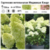 Гортензия метельчатая "Меджикал Кендл" на фото