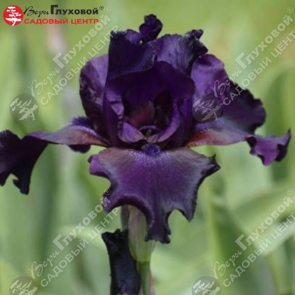 Ирис германский  "Суперстишн" на фото