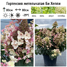 Основное изображение товара
