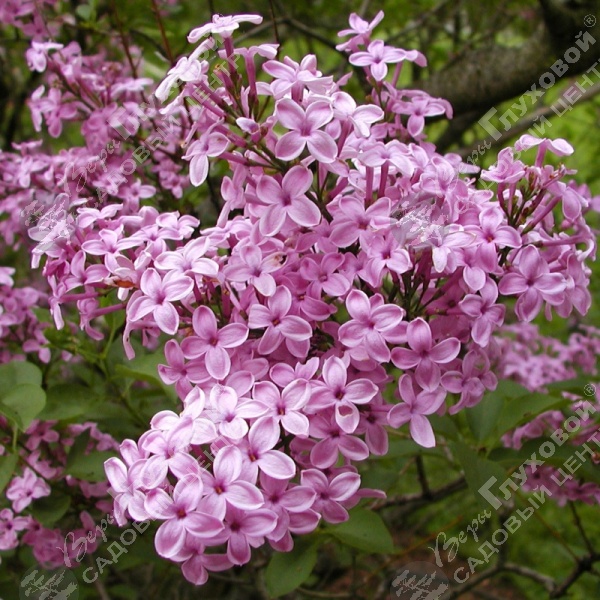 Сирень китайская "Лилак Санди" на фото