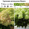 Гортензия метельчатая (Hydrangea paniculata) Мохито  С3 СП/26