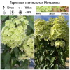 Гортензия метельчатая (Hydrangea paniculata) Металлика С3 СП/26