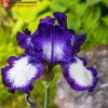 Ирис германский (Iris germanica) Луп зе Луп С3 ГлХ/23