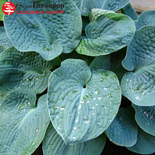 Основное изображение товара