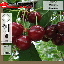 Основное изображение товара