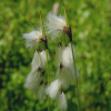 Пушица узколистная (Eriophorum angustifolium) С3 РДт/23