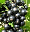 Смородина чёрная 