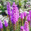 Лиатрис колосковый (Liatris spicata) Флористан Виолет С2 ГлХ/26