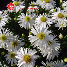 Основное изображение товара