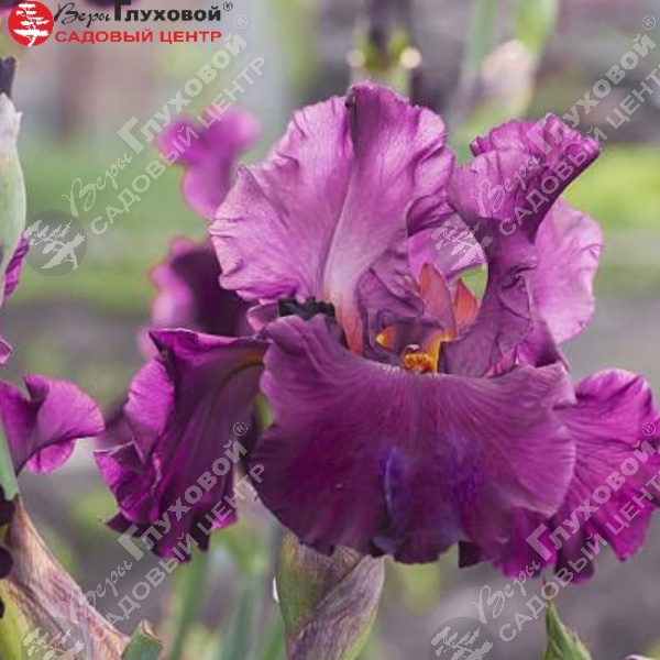 Ирис германский "Фешенебли Лейт" на фото