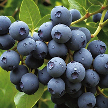 Основное изображение товара