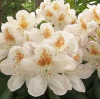 Рододендрон (Rhododendron) крупноцветковый 'Pernilla' (финская коллекция) 30-40 С5 ПЧ/26