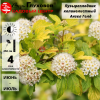 Пузыреплодник калинолистный (Physocarpus opulifolius) Ангел Голд  С3 СП/23