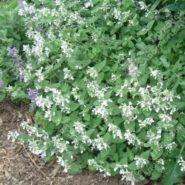 Котовник фассена "Сноуфлейк" на фото