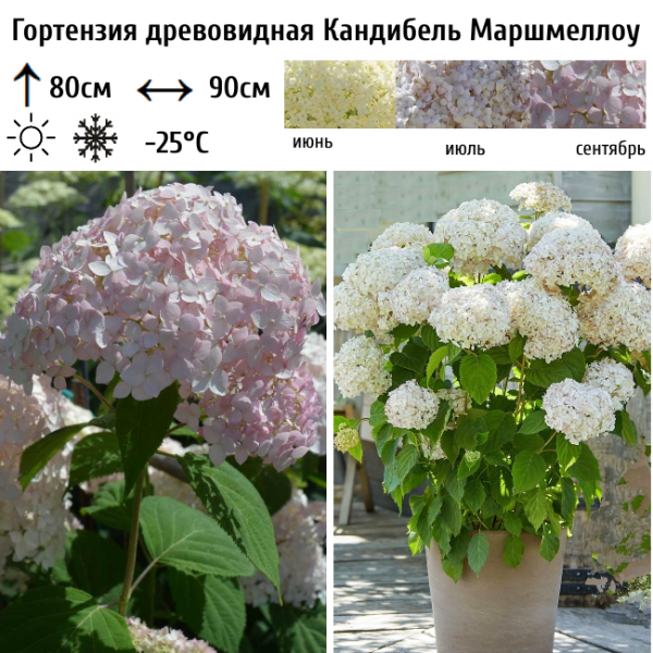 Основное изображение товара