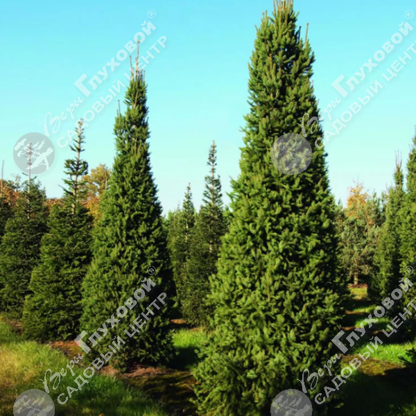 Ель обыкновенная "Колумнарис" на фото