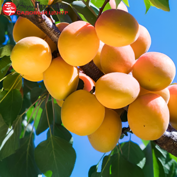 Абрикос Погремок (зимний сорт)