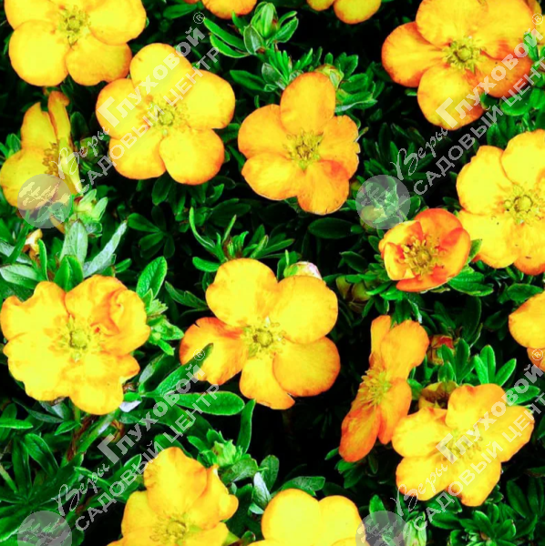 Лапчатка кустарниковая "Аннет" на фото