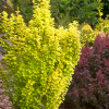 Барбарис Тунберга (Berberis thunbergii) Голден Пиллар С3 СП/25