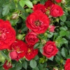 Роза миниатюрная "Red Fairy" на фото