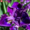 Ирис сибирский (Iris sibirica) Пурплишес С3 ГлХ/23