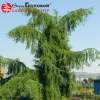 Лиственница тонкочешуйчатая (Larix kaempferi) Пендула 100-125 С10 ГШт/24