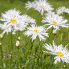 Нивяник великолепный (Leucanthemum superbum) Крейзи Дейзи С2 ГлХ/26