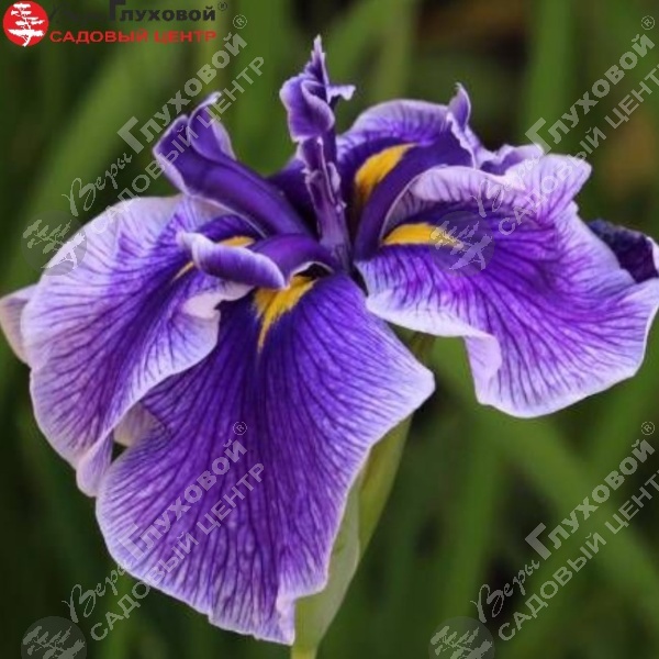 Ирис мечевидный  "Кристал Хало" на фото