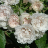 Роза Ругоза (Rosa rugosa) White Grootendorst С5 НАп/25