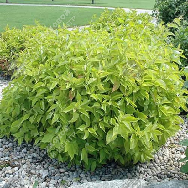 Дерен белый "Аурея" на фото